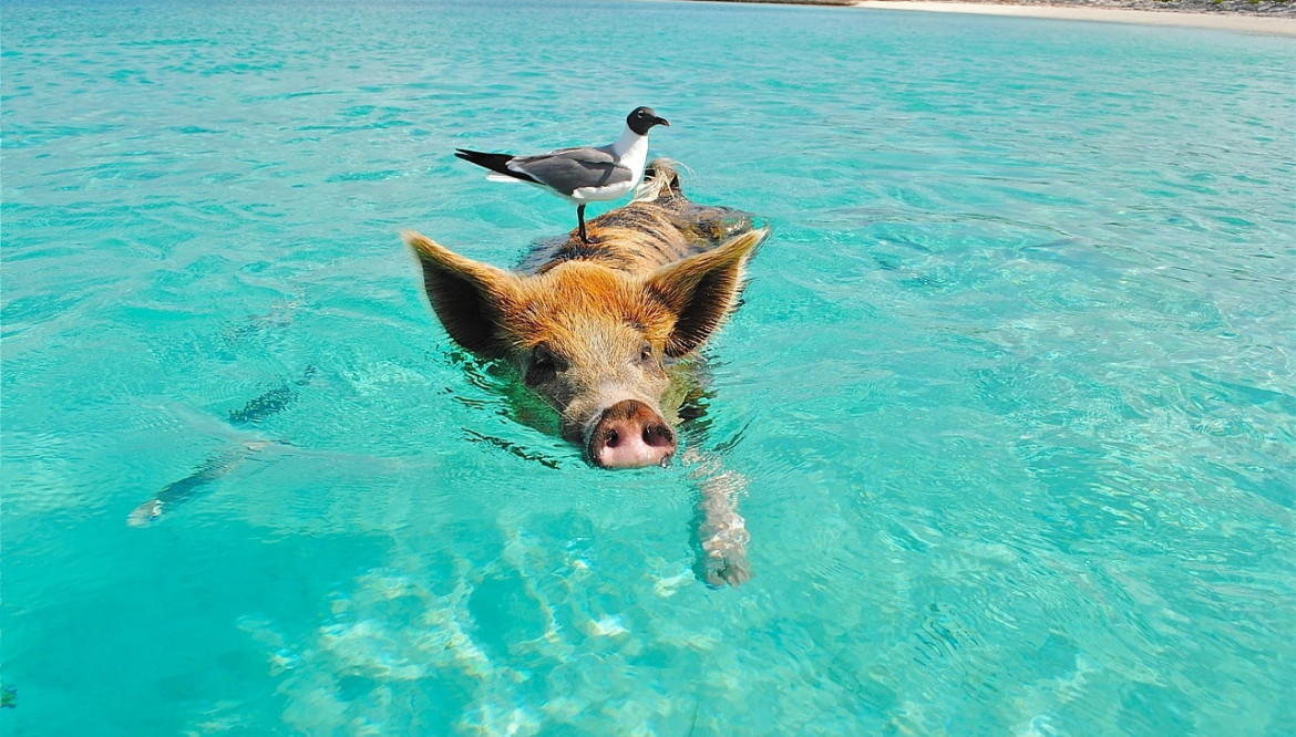 Viaggio esclusivo senza glutine: dalla British Columbia alle Bahamas
