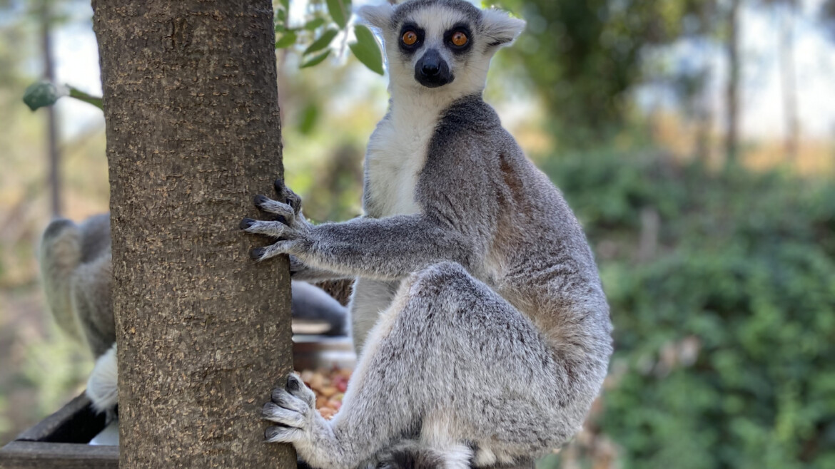 VIAGGIO IN MADAGASCAR SENZA GLUTINE