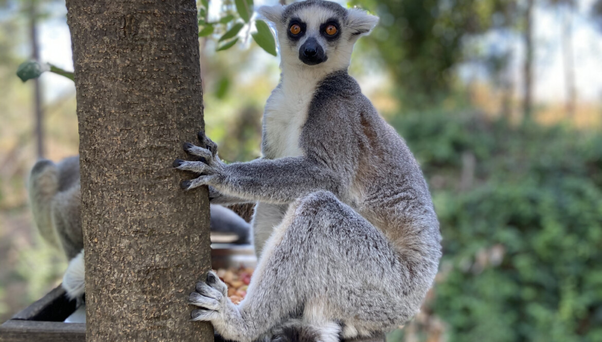 VIAGGIO IN MADAGASCAR SENZA GLUTINE