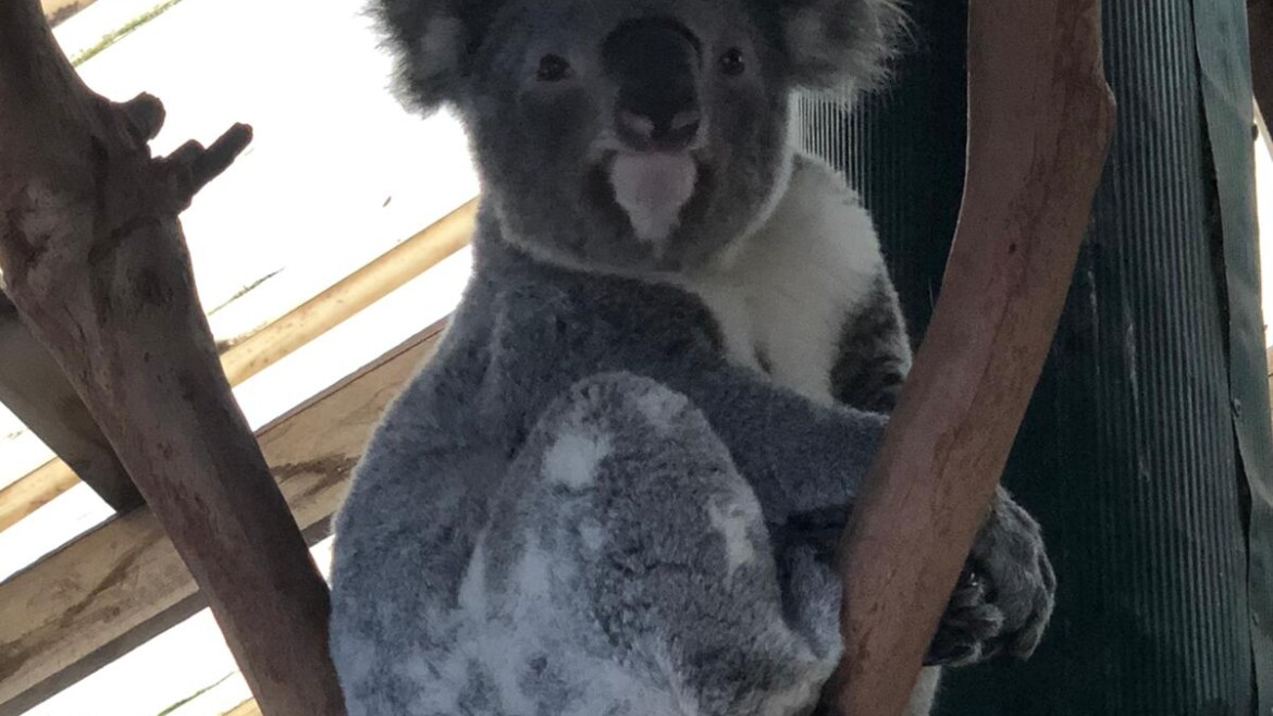 VIAGGIO DI NOZZE AUSTRALIA E FIJI SENZA GLUTINE