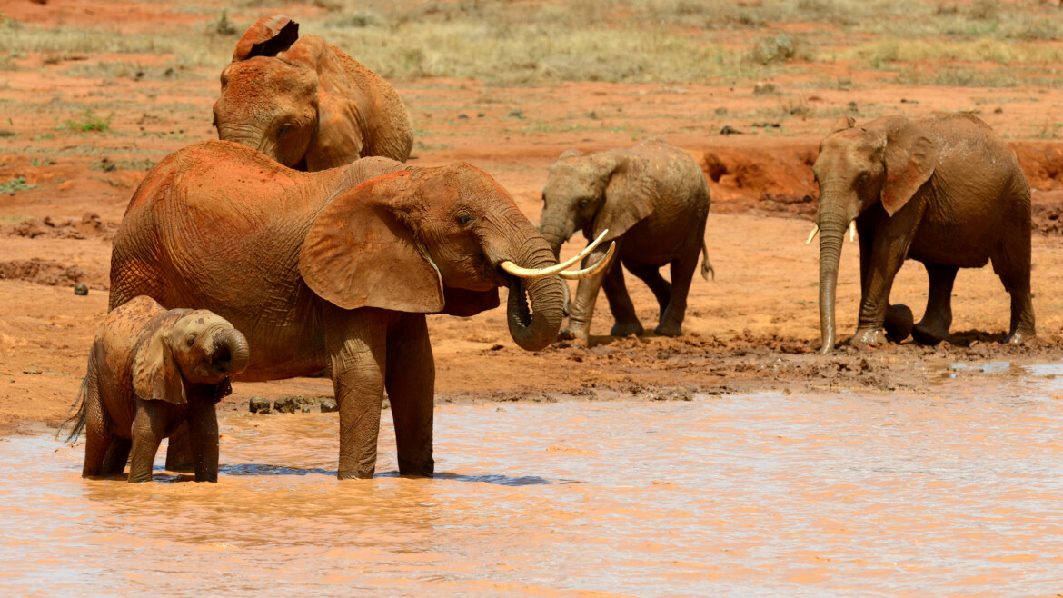 Scopri il Kenya senza glutine: avventura Safari e relax a Watamu