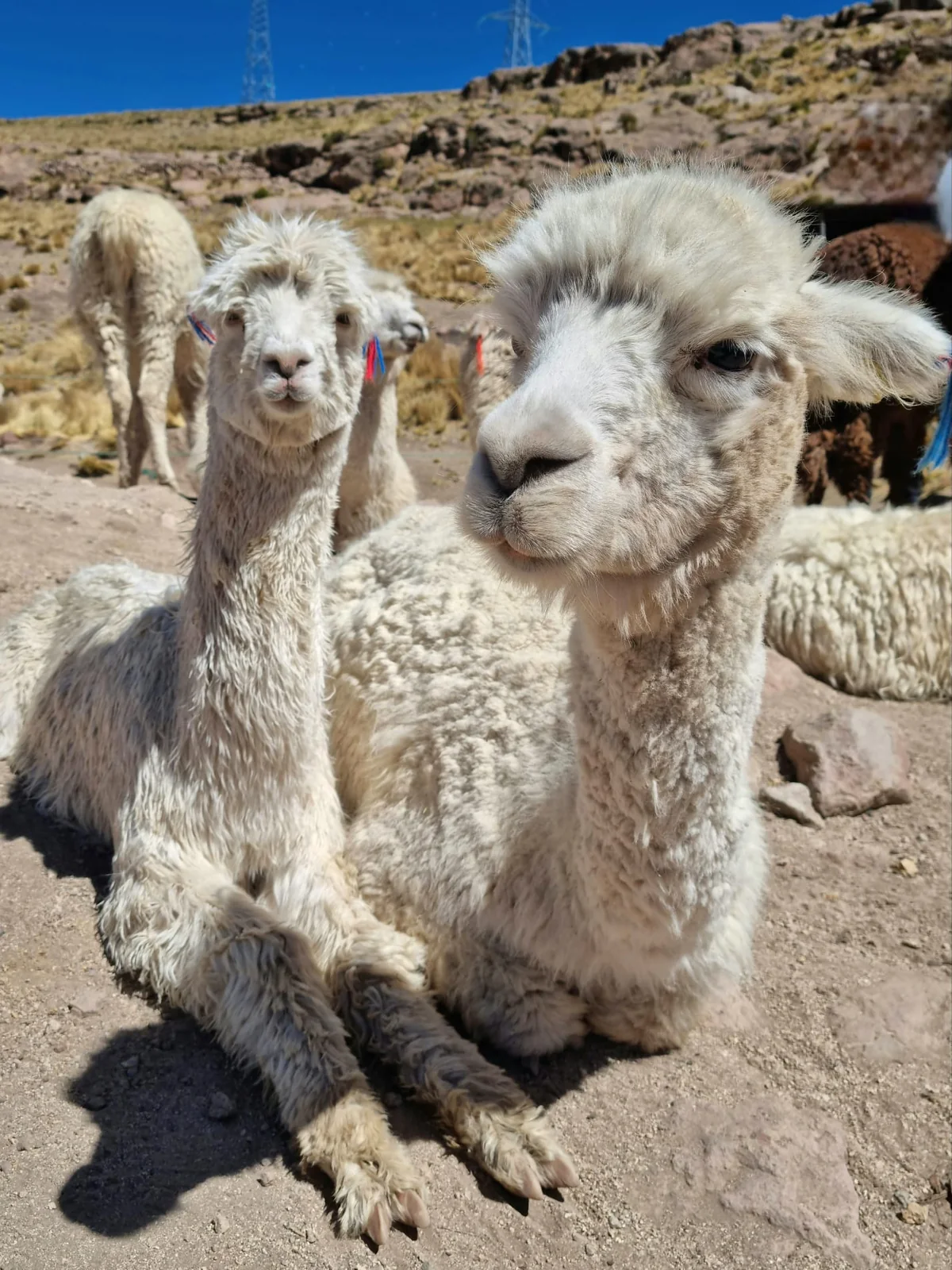 Due alpaca in primo piano su un altopiano
