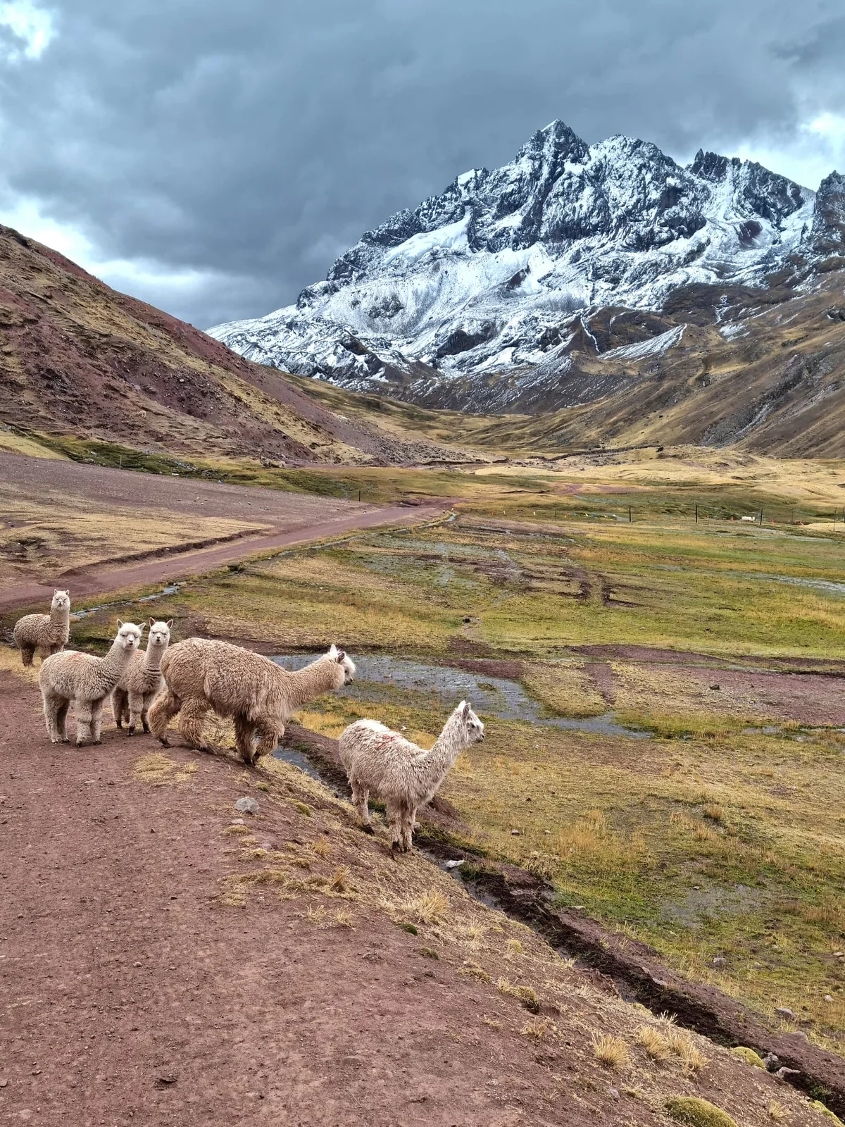 Alpaca su un altopiano davanti a una vetta innevata
