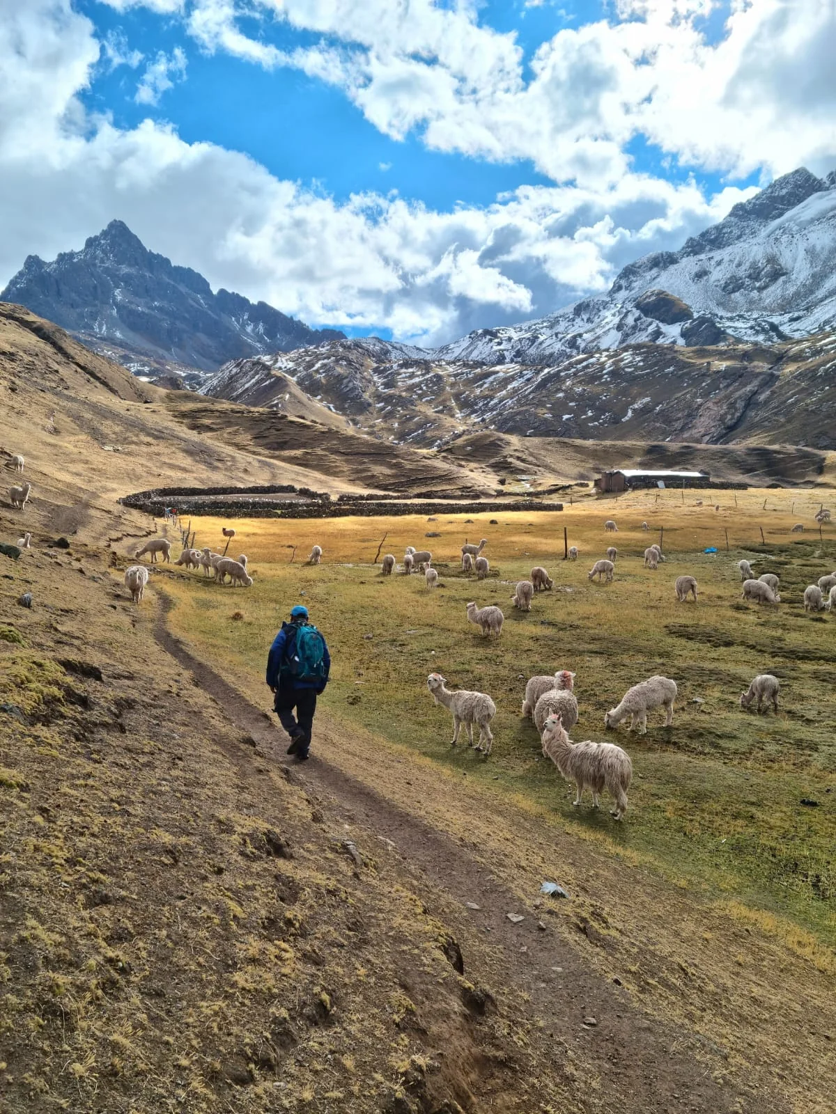 Escursionista di spalle su un sentiero con alpaca e montagne